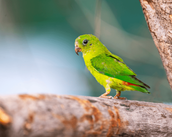 A wild female Blue-crowned Hanging Parrot perches on a limb