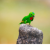 A wild male Blue-crowned Hanging Parrot perches on a stump