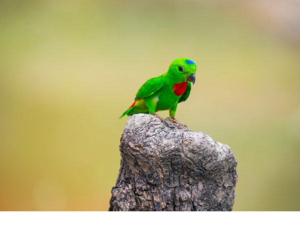 A wild male Blue-crowned Hanging Parrot perches on a stump