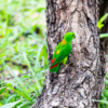 A wild Blue-crowned Hanging Parrot perches on a tree trunk