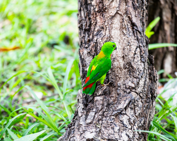 A wild Blue-crowned Hanging Parrot perches on a tree trunk