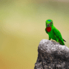 A wild male Blue-crowned Hanging Parrot perches on a stump