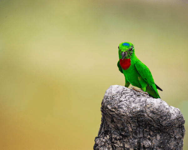 A wild male Blue-crowned Hanging Parrot perches on a stump