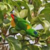 A wild male Blue-crowned Hanging Parrot crawls in a bush