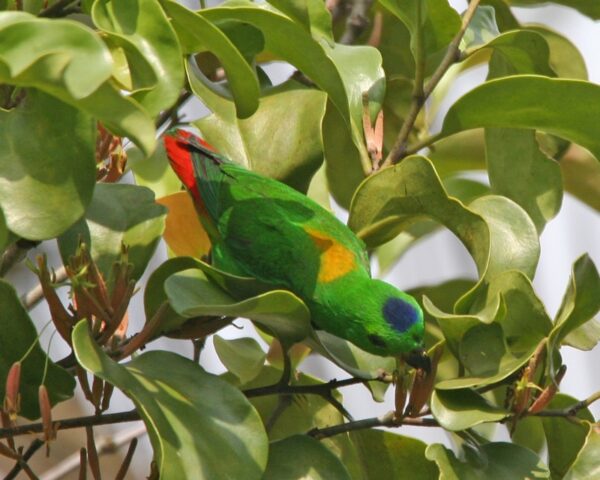 A wild male Blue-crowned Hanging Parrot crawls in a bush