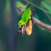 A wild Blue-crowned Hanging Parrot, female/juvenile