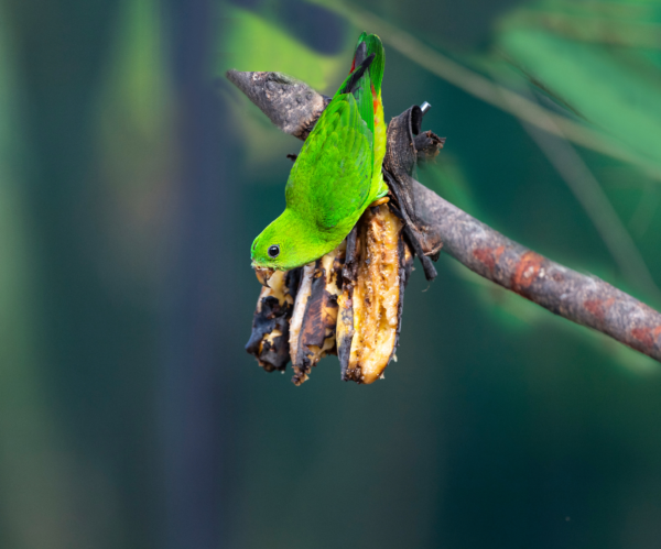 A wild Blue-crowned Hanging Parrot, female/juvenile