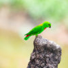 A wild Blue-crowned Hanging Parrot perches on a stump