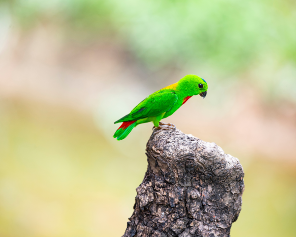 A wild Blue-crowned Hanging Parrot perches on a stump