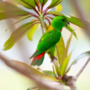 A wild male Blue-crowned Hanging Parrot perches in a tree