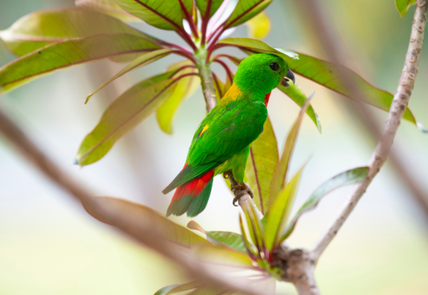 A wild male Blue-crowned Hanging Parrot perches in a tree