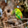 A wild female Blue-crowned Hanging Parrot perches on a twig