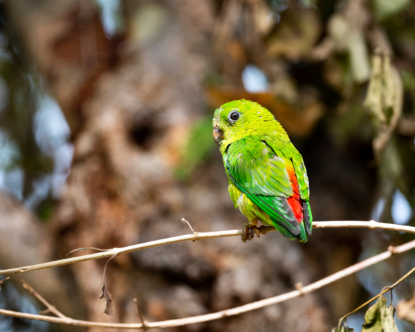 A wild female Blue-crowned Hanging Parrot perches on a twig