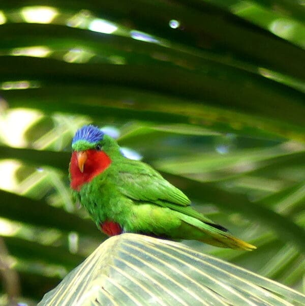 A wild Blue-crowned Lorikeet perches on a palm frond