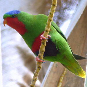 A wild Blue-crowned Lorikeet perches in a tree