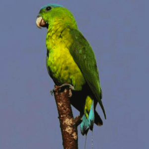 A wild Blue-crowned Racquet-tailed Parrot perches atop a stem