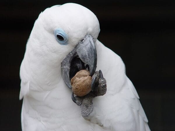 A Blue-eyed Cockatoo works on a walnut at Walsrode Park