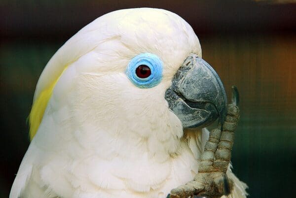 A closeup of a Blue-eyed Cockatoo, Walsrode Park