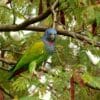 A wild Blue-headed Parrot perches in a tree