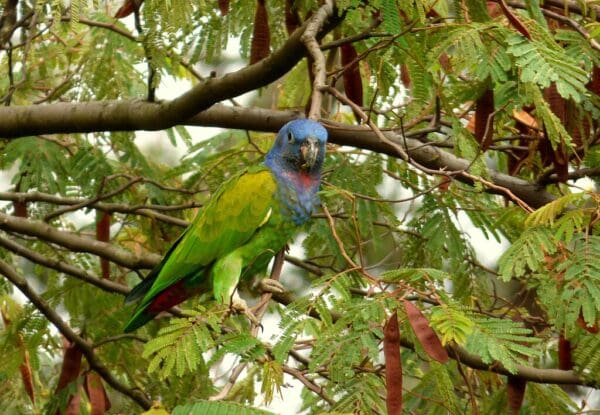 A wild Blue-headed Parrot perches in a tree