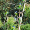 Wild Blue-headed Parrots perch and preen