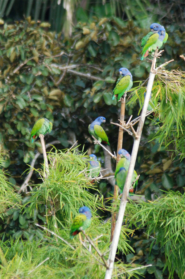 Wild Blue-headed Parrots perch and preen