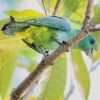 A wild Blue-headed Racquet-tailed Parrot perches on a branch