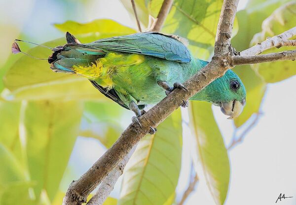 A wild Blue-headed Racquet-tailed Parrot perches on a branch