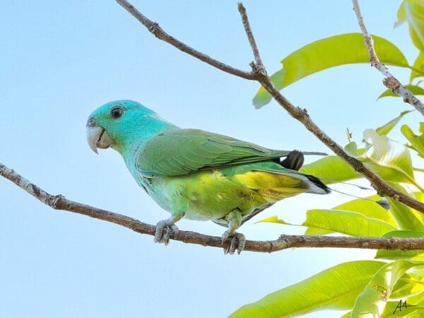 A wild Blue-headed Racquet-tailed Parrot perches on a branch