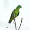 A wild Blue-headed Racquet-tailed Parrot perches on a branch