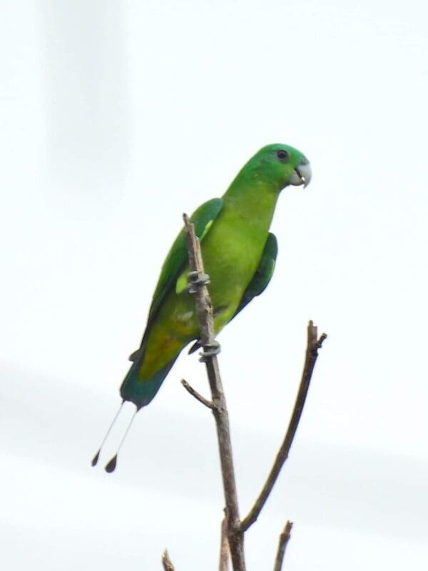 A wild Blue-headed Racquet-tailed Parrot perches on a branch