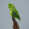 A wild Blue-winged Parrotlet perches atop a broken branch