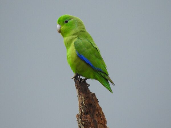 A wild Blue-winged Parrotlet perches atop a broken branch