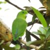 A wild Blue-winged Parrotlet perches in a tree