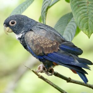 A wild Bronze-winged Parrot perches on a branch