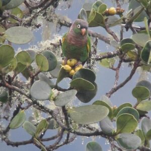 A wild Brown-breasted Conure perches in a tree