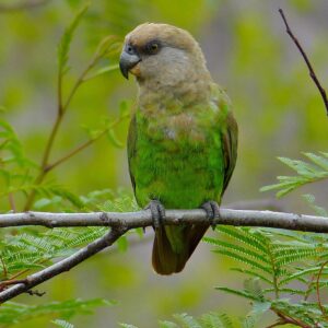 A wild Brown-headed Parrot perches on a twig