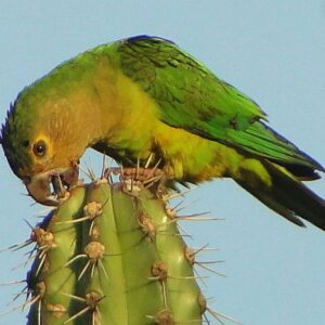 A wild Cactus Conure sits atop a cactus