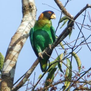 A wild Caica Parrot perches in a tree