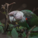 A closeup of a Cape Parrot