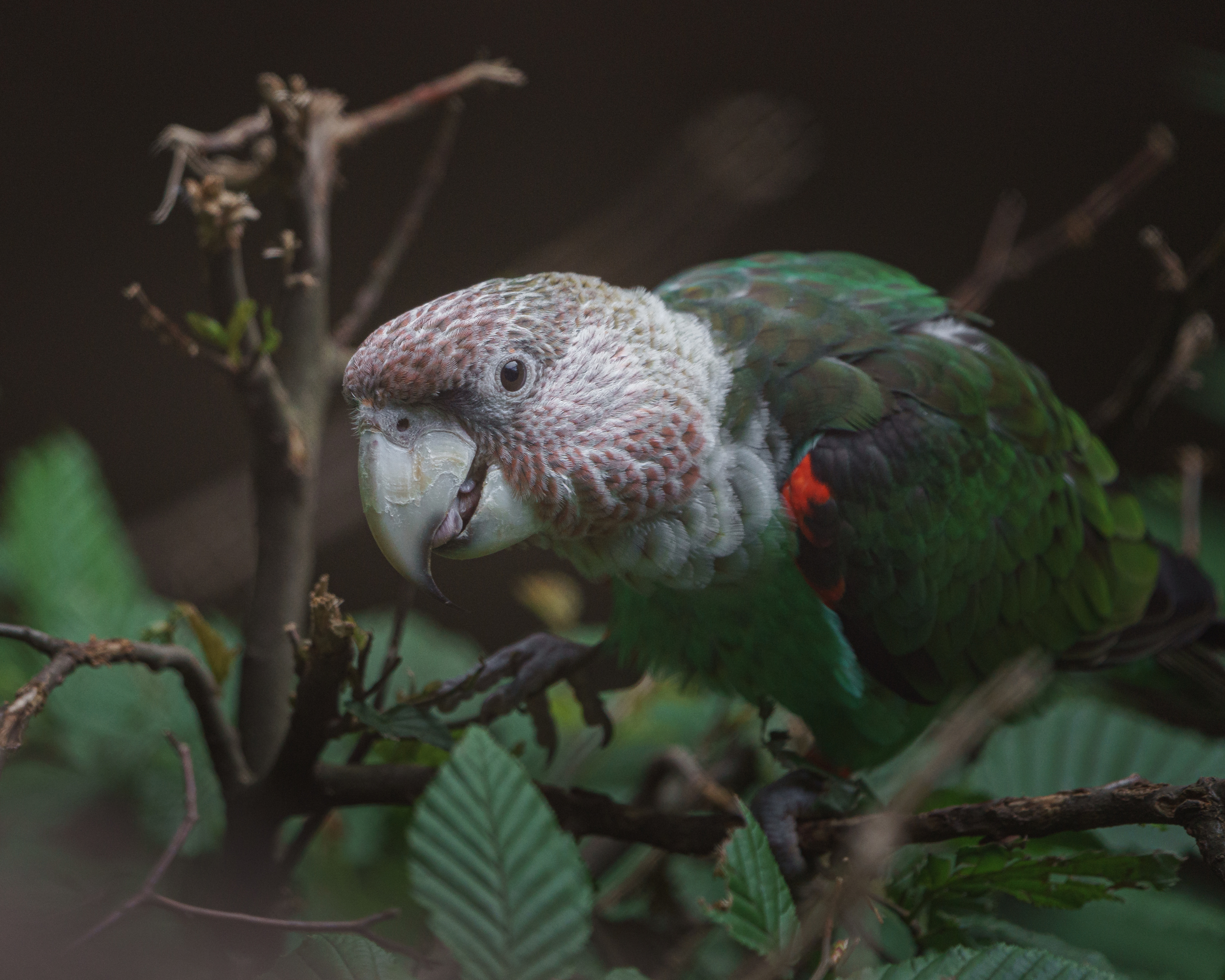 Experts look forward to a brighter future for Cape parrots