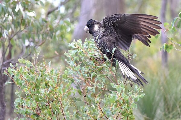 A wild Carnaby's Black Cockatoo lands in a bush