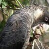 A wild Carnaby's Black Cockatoo feeds in a tree