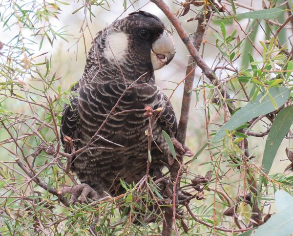 A wild female Carnaby's Black Cockatoo perches in a tree