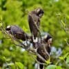 Wild Carnaby's Black Cockatoos feed