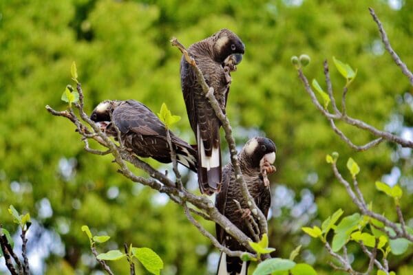 Wild Carnaby's Black Cockatoos feed