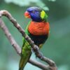 A Coconut Lorikeet perches at Jurong Bird Park