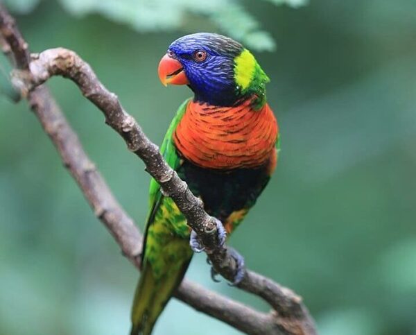 A Coconut Lorikeet perches at Jurong Bird Park