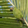 A wild Dusky-headed Conure perches on a palm frond