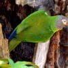 A wild Dusky-headed Conure clings to a tree